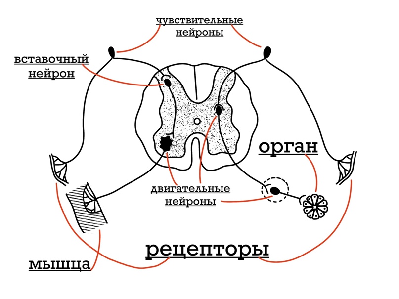 АНАТОМИЯ: Нервная система, изображение №5
