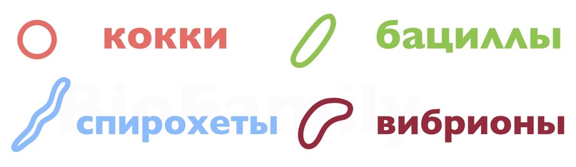 ПРОКАРИОТЫ: Бактерии и цианобактерии, изображение №3