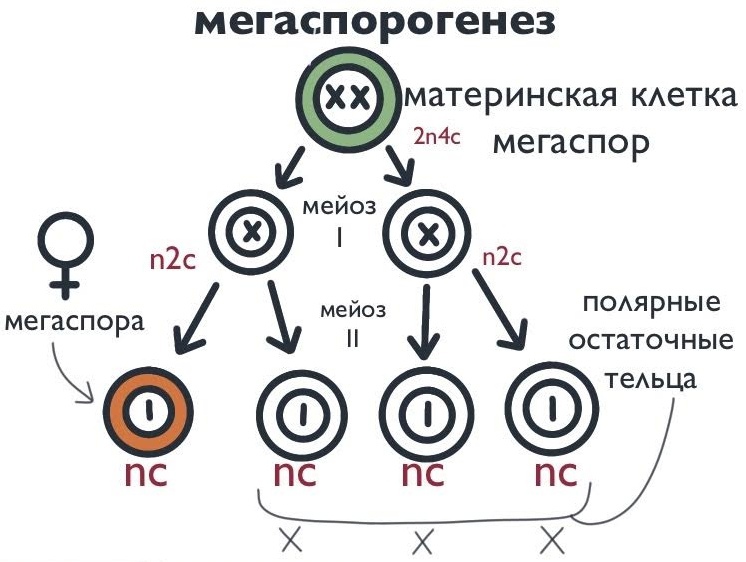 Жизненный цикл растений: основные этапы и интересные факты