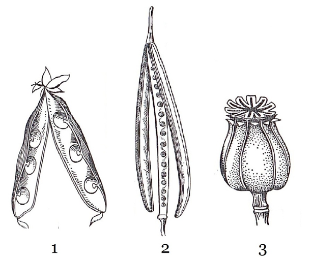 Задание №10946: Каким номером на рисунке обозначен плод растений, на ...