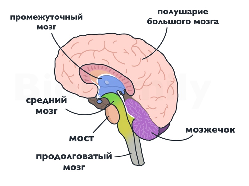 Отдел стр. Строение головного мозга ЕГЭ биология. Структуры головного мозга. Схема головного мозга. Структура головного мозга схема.