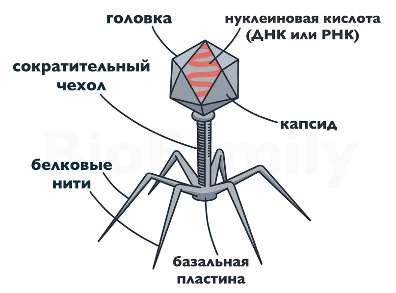 ВИРУСЫ, изображение №9