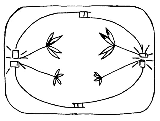Задание №8036: Определите тип и фазу деления клетки, изображённой на ...