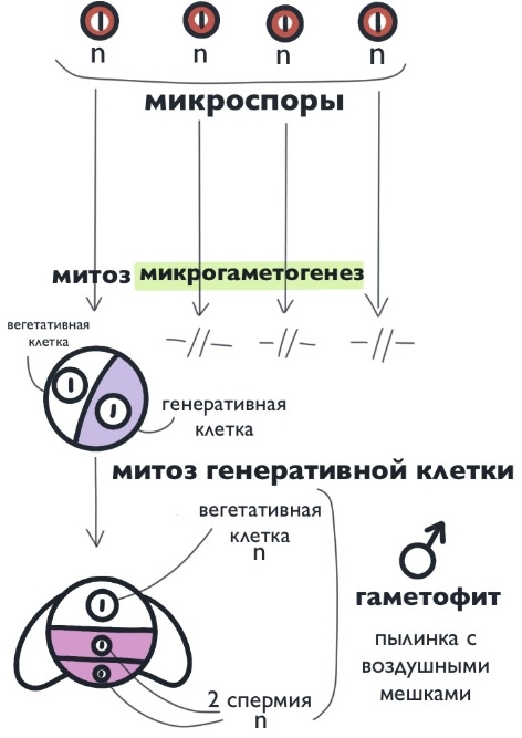 микрогаметогенез