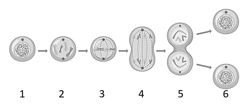 Задание №13342: Укажите номер, которым на схеме клеточного цикла ...