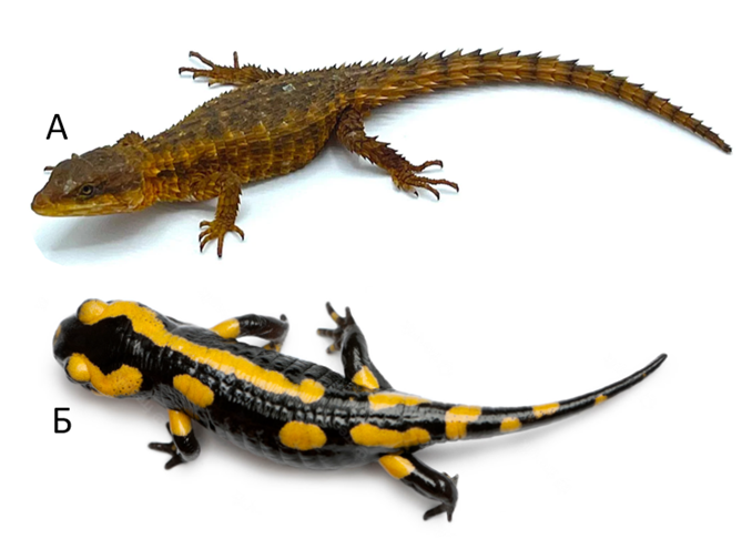 Задание №18662: Рассмотрите рисунок. Укажите, к каким классам относятся ...