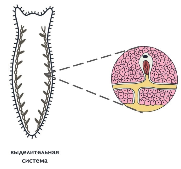 ЗООЛОГИЯ: Тип плоские черви, изображение №5