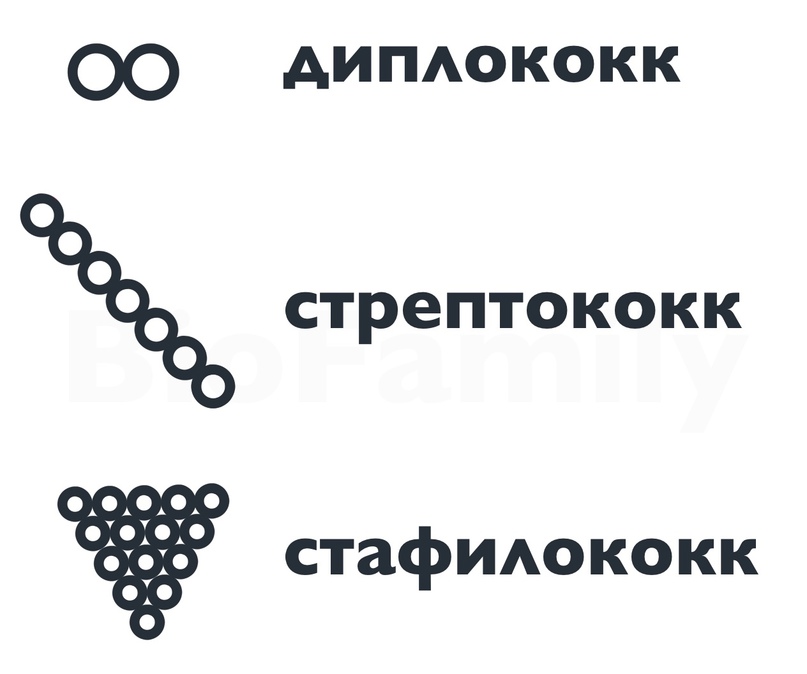 ПРОКАРИОТЫ: Бактерии и цианобактерии, изображение №4