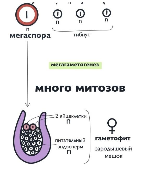 БОТАНИКА: Голосеменные, изображение №8