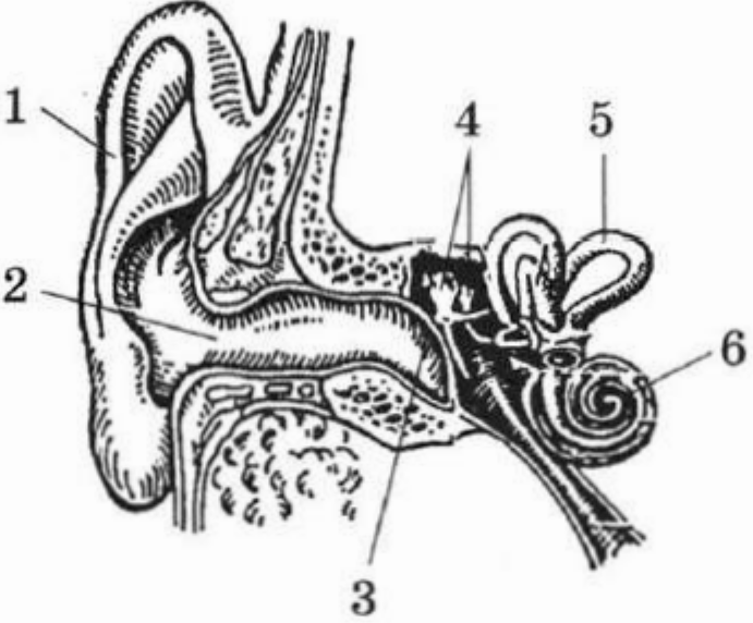Задание №50578: Выберите три верно обозначенные подписи к рисунку ...