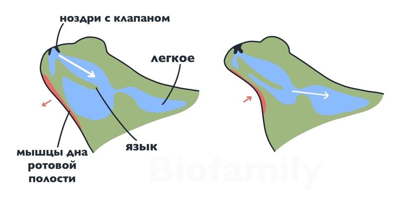 Лягушки — Википедия