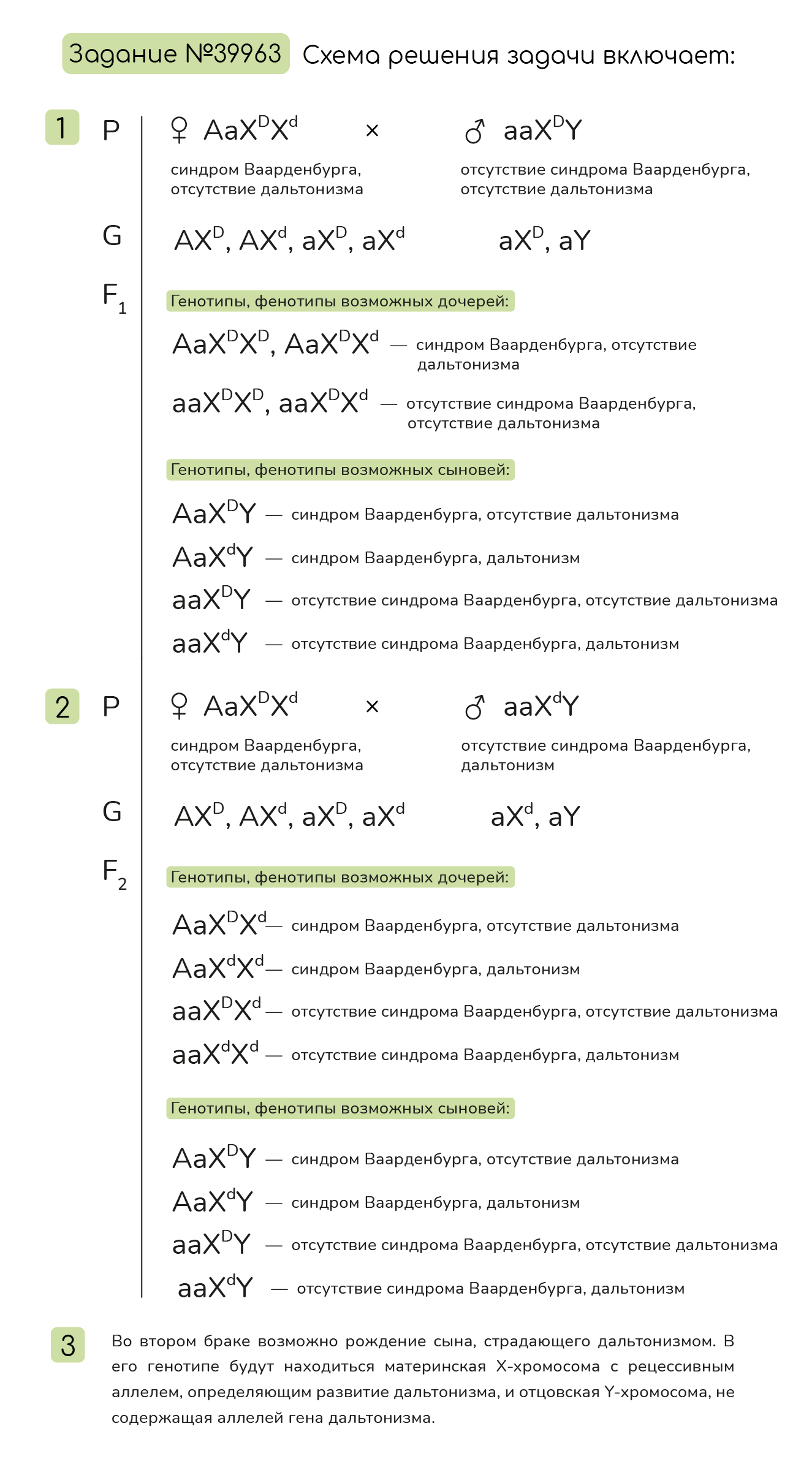 Задание №52745: Синдром Ваарденбурга, сопровождающийся врожденной  тугоухостью, контролируется аутосомным доминантным геном. Ген дальтонизма  локализован в половой хромосоме. Женщина с тугоухостью и нормальным  цветовы... — NeoFamily