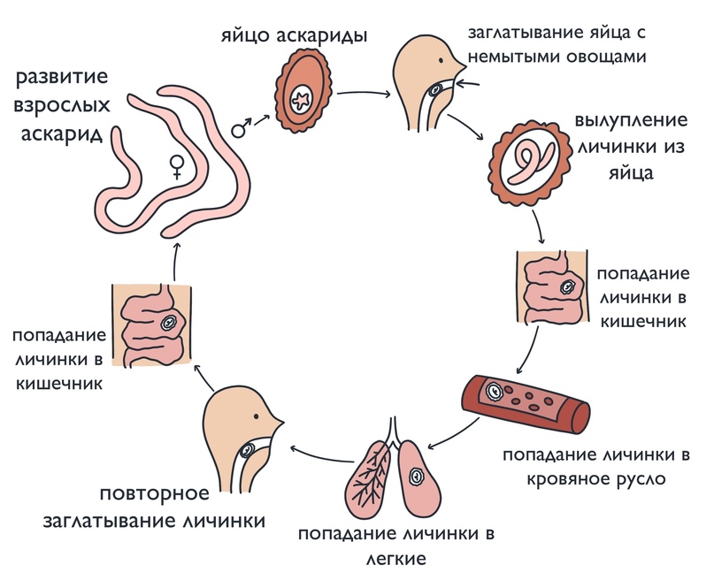 ЗООЛОГИЯ: Тип Круглые черви, изображение №9