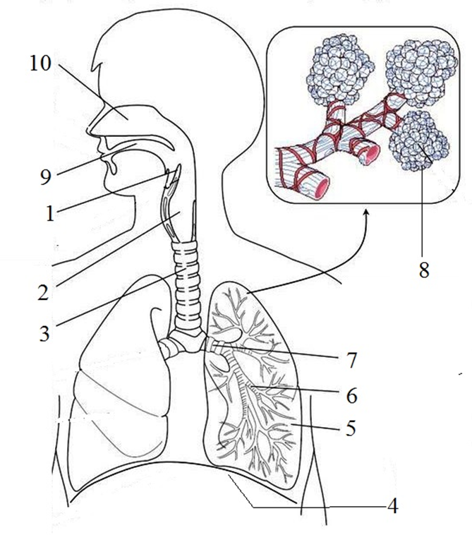 Какой цифрой на рисунке обозначена трахея?. Какой цифрой на рисунке обозначены альвеолы?. Какой цифрой на рисунке обозначена диафрагма?. Какой номер на рисунке обозначена трахея.