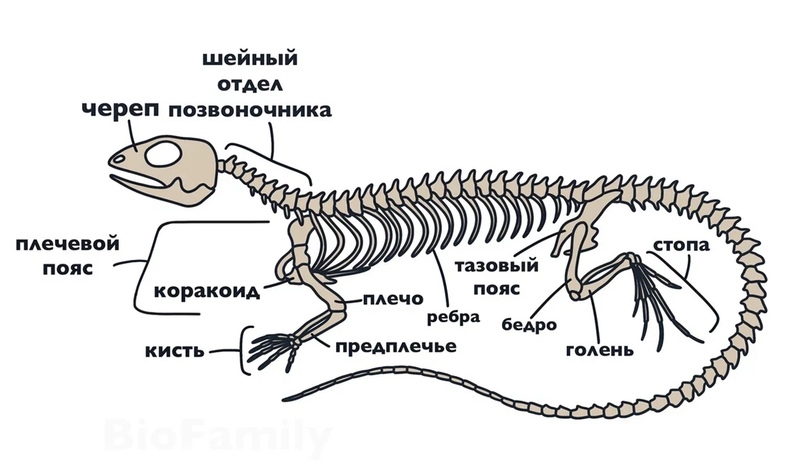 ХОРДОВЫЕ: Пресмыкающиеся, изображение №7