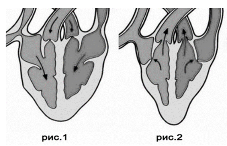 Задание №25518: Рассмотрите схему сердечного цикла у человека на ...