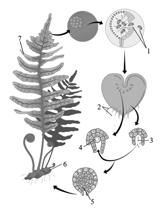 Зародыш папоротника 5. Чередование поколений у папоротников схема. Многоклеточный зародыш папоротника. Чередование поколений у растений. Цикл развития папоротника ЕГЭ.