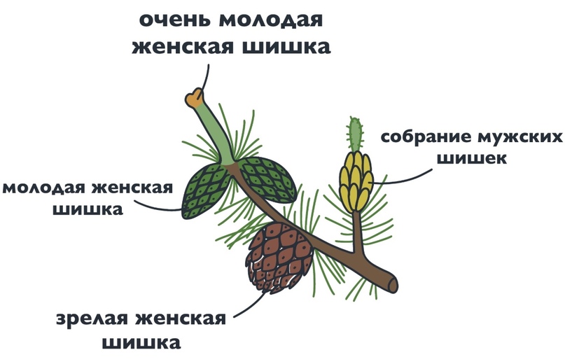 БОТАНИКА: Голосеменные, изображение №1