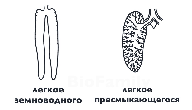 ХОРДОВЫЕ: Пресмыкающиеся, изображение №6