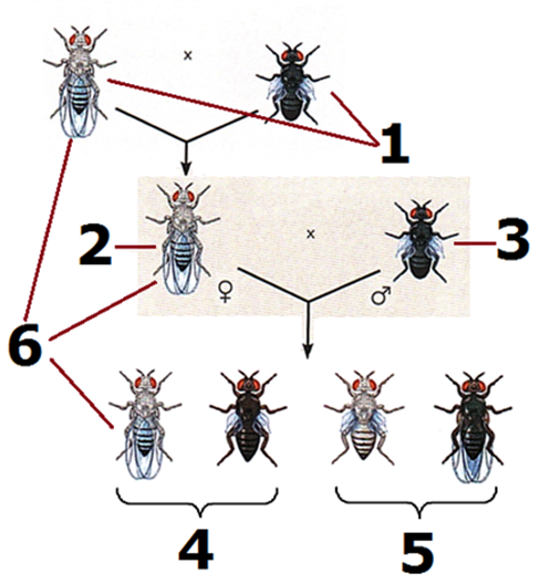 Задание №22034: Установите соответствие между признаками и особями мухи ...