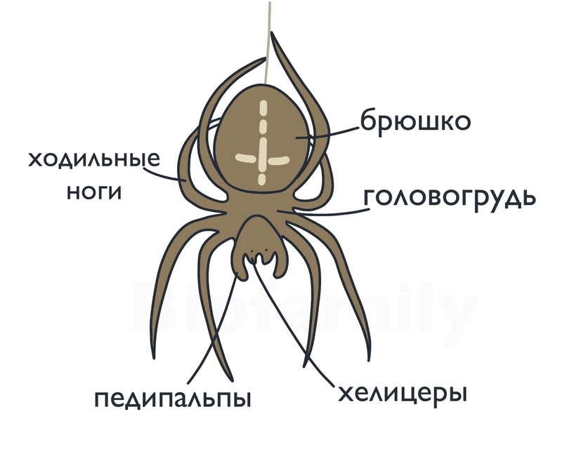 ЗООЛОГИЯ: Тип Членистоногие, изображение №5