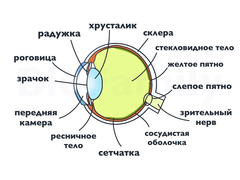 Строение Глаза Человека Фото Для Детей