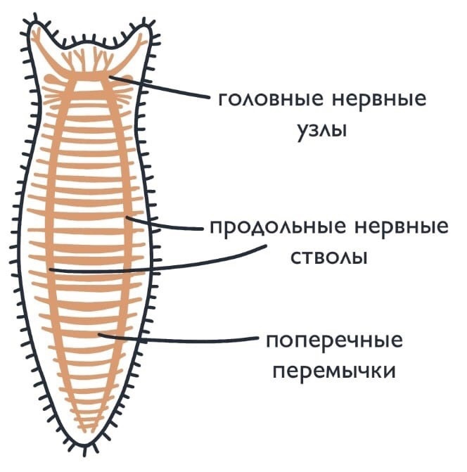 Как избавиться от глистов?