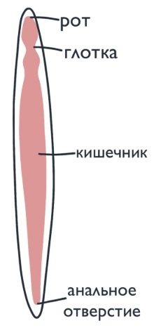 ЗООЛОГИЯ: Тип Круглые черви, изображение №3