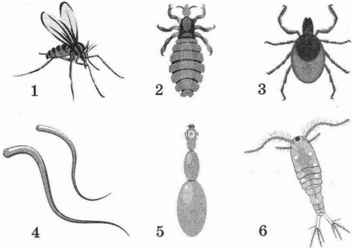 Задание №10236: Установите соответствие между характеристиками и ...