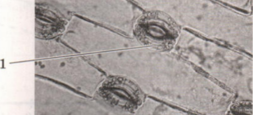 Задание №30416: Какая клетка листа растения обозначена на рисунке ...