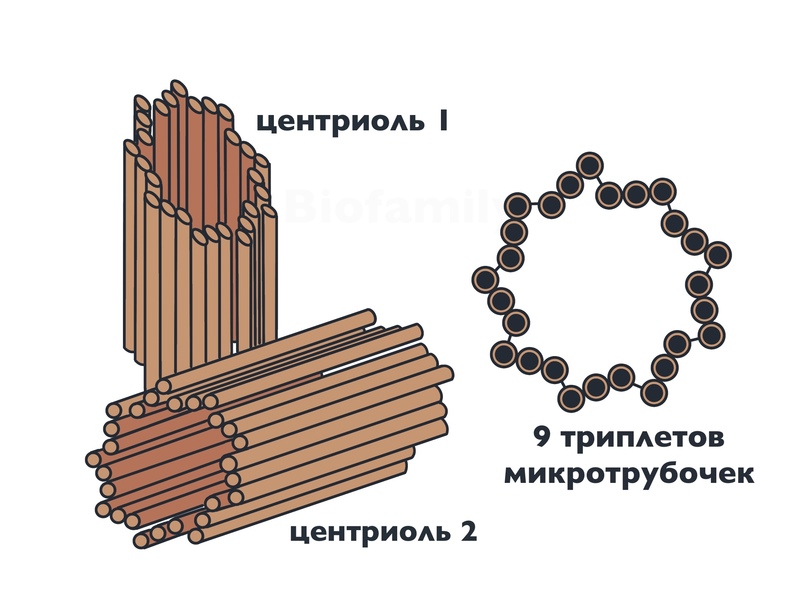 Образование центриоли. Клеточный центр. Клеточный центр картинка. Удвоение центриолей клеточного центра. Для чего необходим клеточный центр клетке.