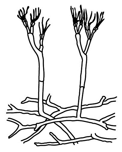 Задание №8886: Аллелопатия тип взаимоотношений организмов, при котором ...