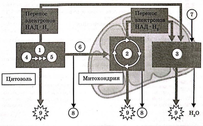 Рисунок
