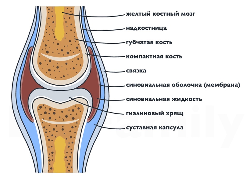 строение сустава