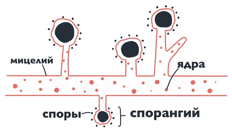 ГРИБЫ И ЛИШАЙНИКИ, изображение №7