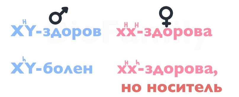 ГЕНЕТИКА: Сцепление с полом, изображение №3