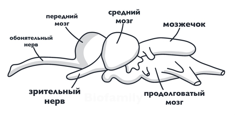 ХОРДОВЫЕ: Подтипы и обзор. Рыбы., изображение №8