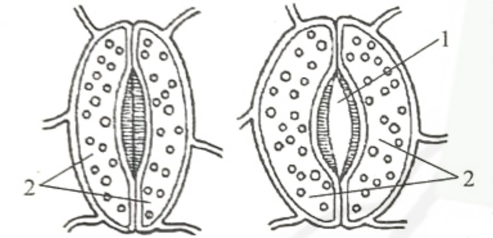 Рисунок