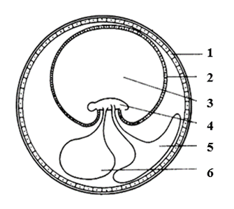 Змеиный амнион. Амнион хорион аллантоис. Хорион амнион ЕГЭ. Рисунок зародыша с подписями. Зародыш рисунок ЕГЭ.